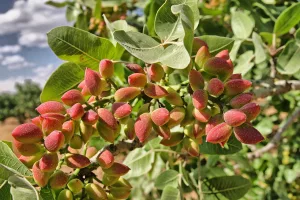 pistachio, peanut, nature